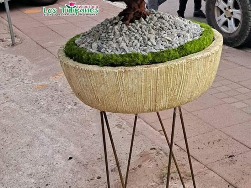 Jardinera bonsai Los tulipanes ecuador