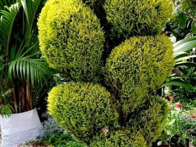 Jardinera cipres Los tulipanes Quito