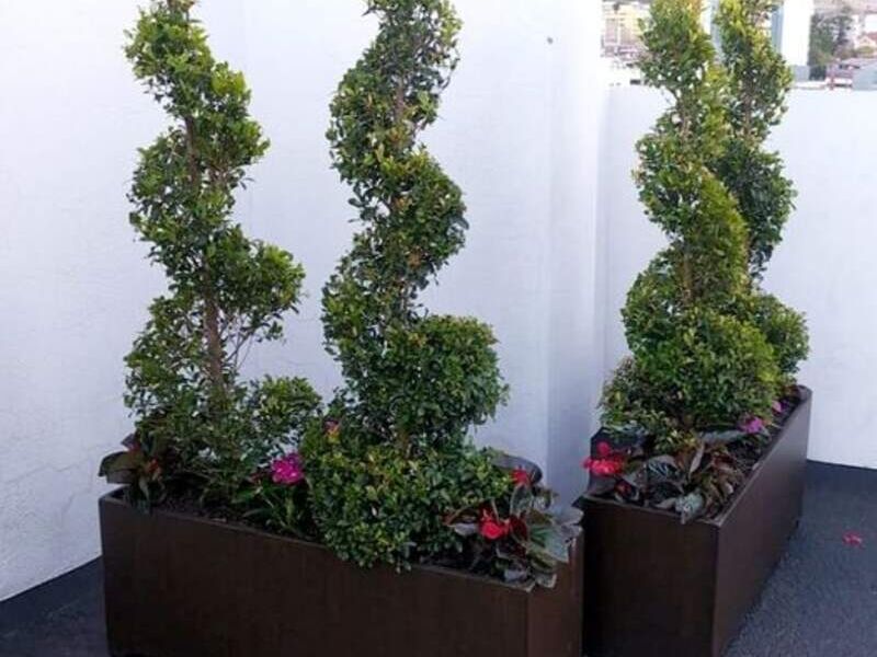 Jardineras eugenia torneada  Ecuador