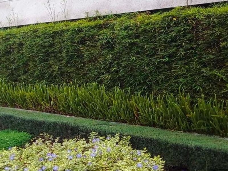 Diseño de arbustos Mega jardines Quito
