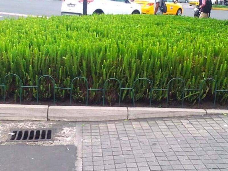 Diseño de arbustos  Mega jardines Ecuador