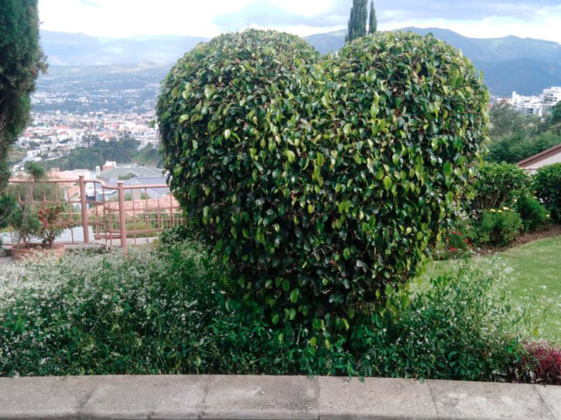 Poda de arbustos mega jardines Ecuador