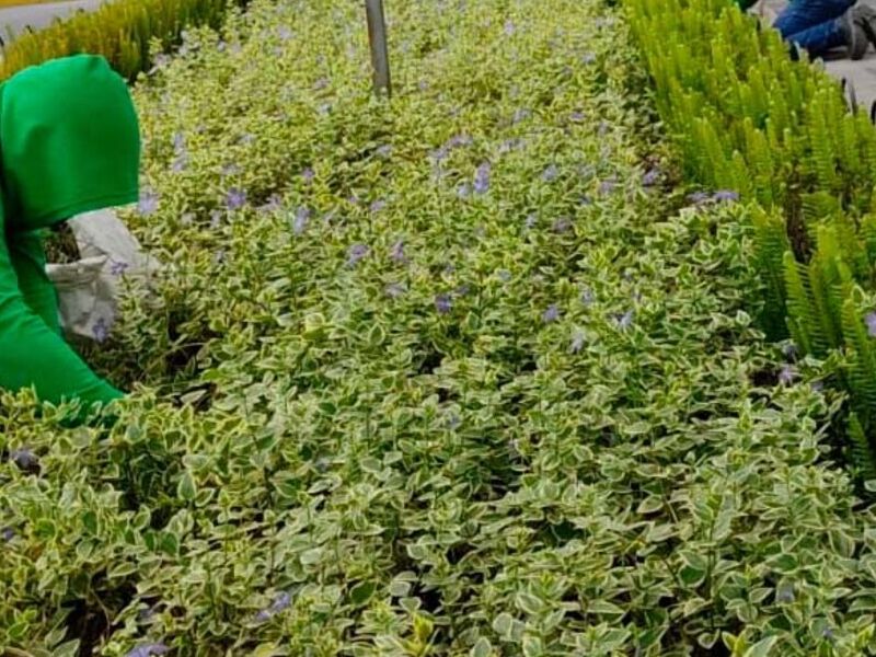 Jardines mega jardines Ecuador