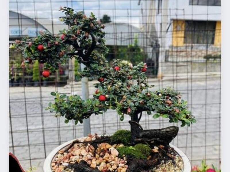 bonsai market research Ficus Bonsai: From Mass Market to Masterpiece! – Bonsaify main image 1