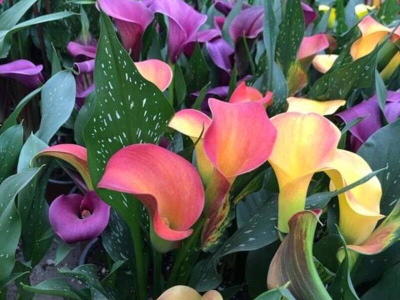 cala de colores para jardín laberintos quito