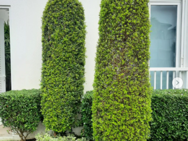 Diseño de jardín green garden guayaquil