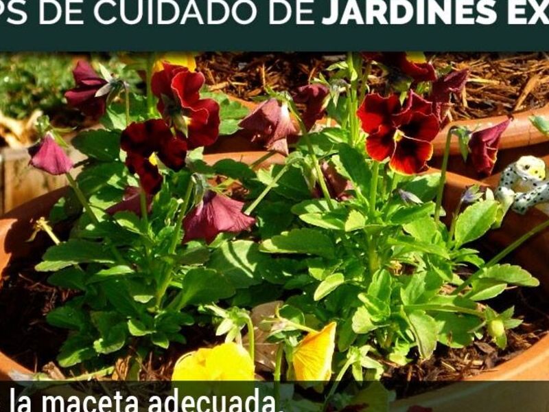 Plantas para jardines  Ecuador