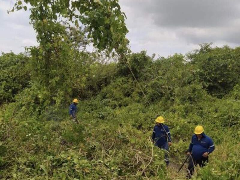 Desbroce de vegetación en redes Cnel Ecuador