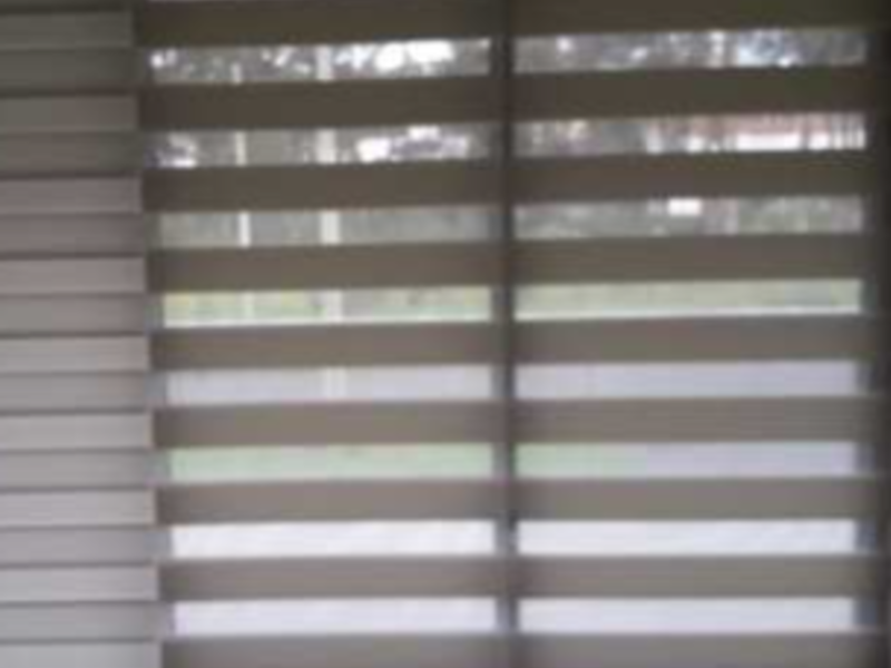 Zebra blanca