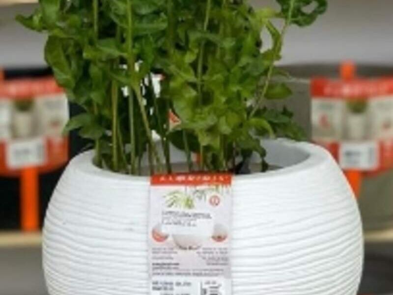 Maceta Florenca
