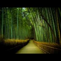 Bambu Casablanca Same