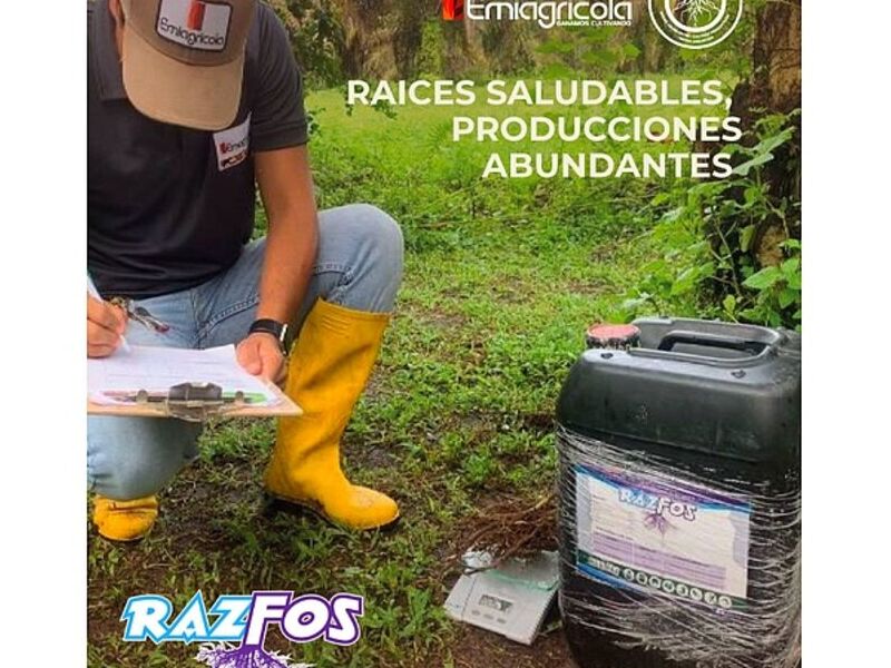 Rasfoz Santo Domingo