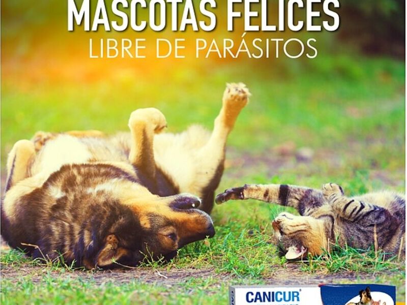 Canicur Quito