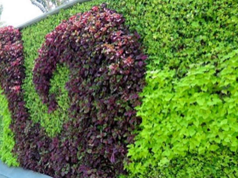 Diseño jardin Ecuador 