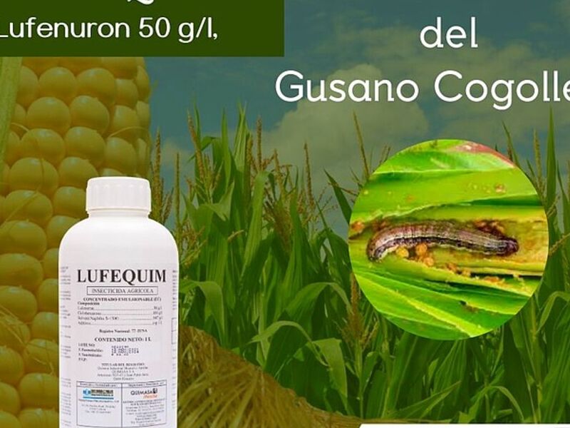 Lufequim Quito