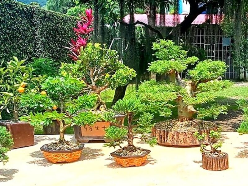 bonsais decorativos Ecuador 