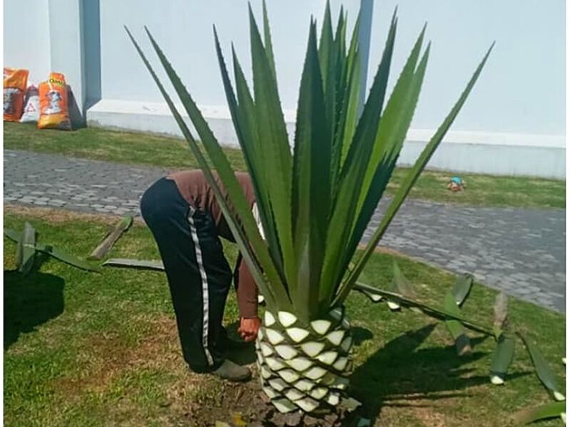 jardineros profesionales Ecuador 