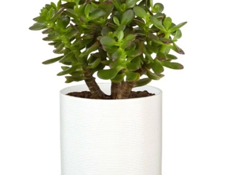 MACETA PANNA BLANCA MATE /16