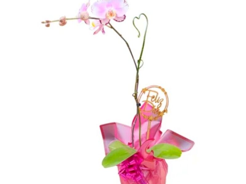 Orquídea Phaleonopsis en maceta de cerámica