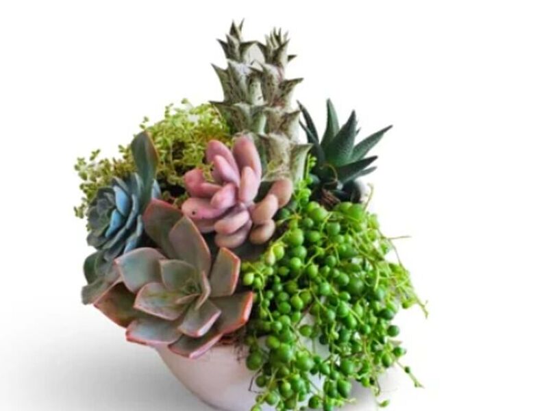 Suculentas en Maceta de Ceramica Impermeable