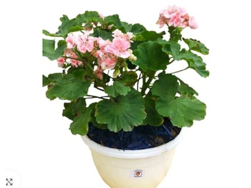 Con Flor – Geranio Rosado