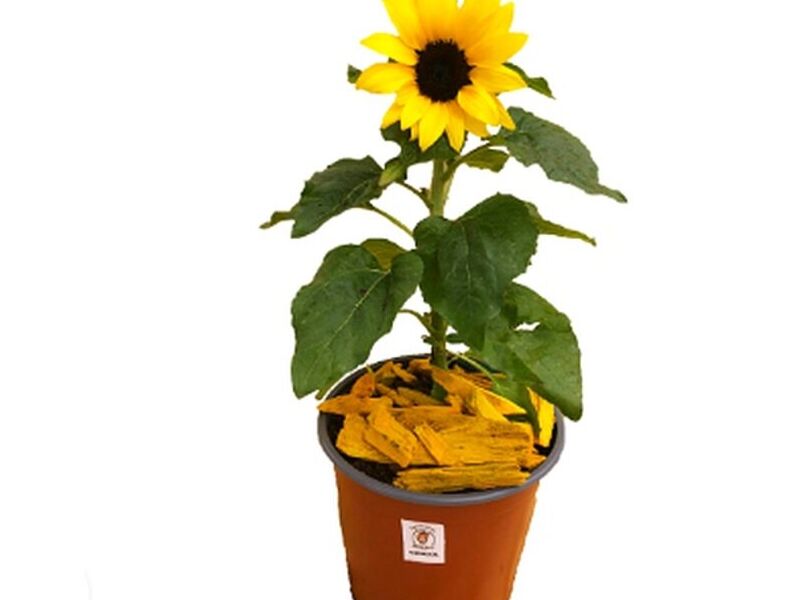 Con Flor – Girasol Mediano
