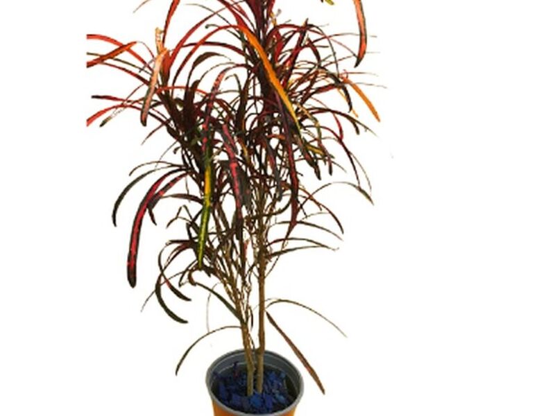 Sin Flor – Croto Arco Iris