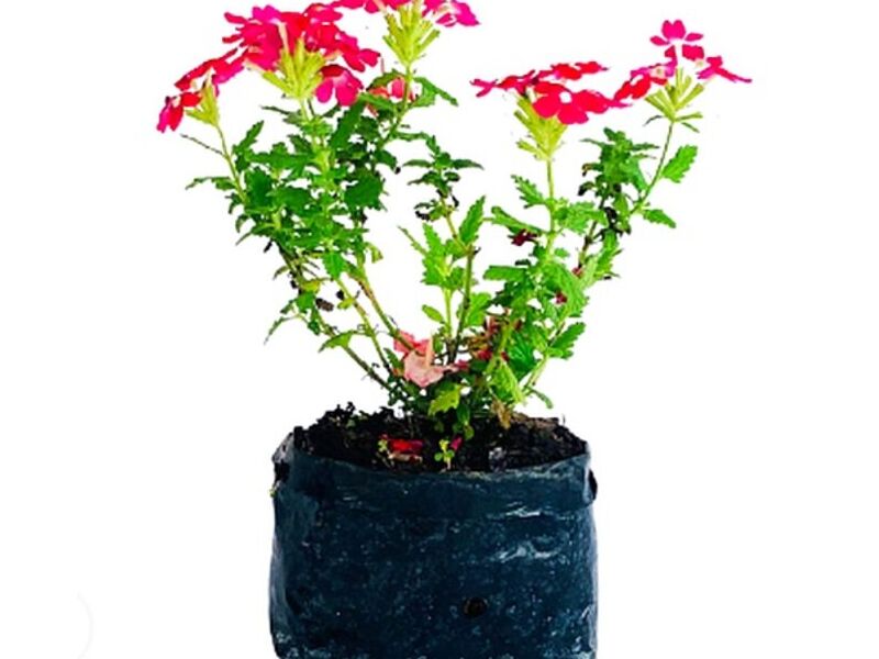 Con Flor – Verbena roja