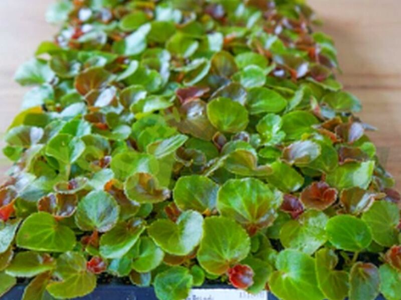 Plántula Begonia Rosada