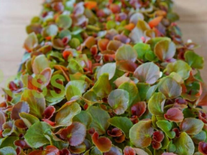Plántula Begonia de Azúcar