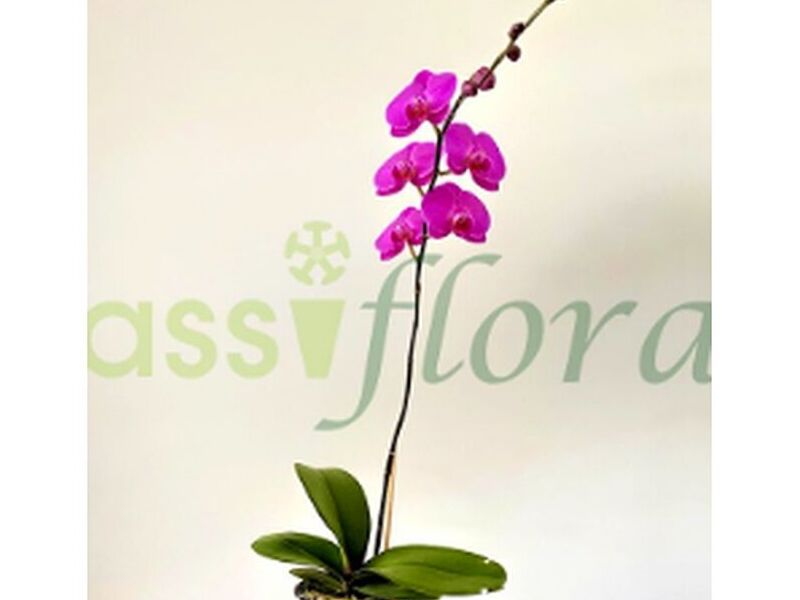 Phalaenopsis