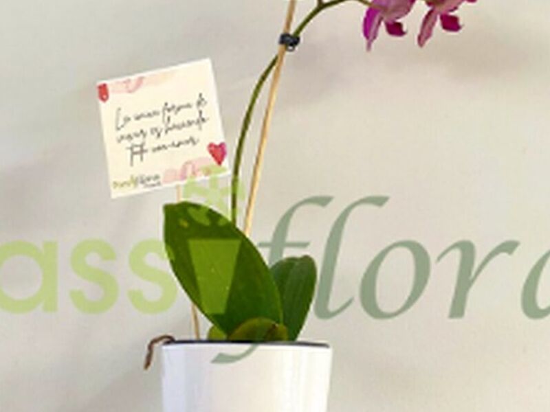 Combo fusión: Orquídea, chocolate y tarjeta.
