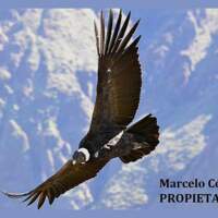 Carpas Y Tapiceria Condor