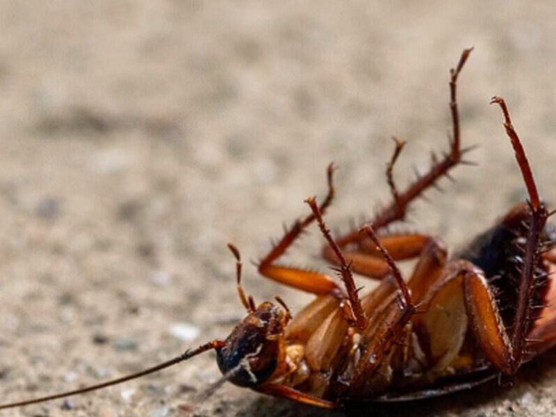 Control de cucarachas Ecuador