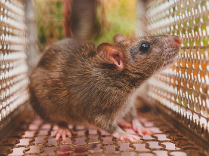 Control de roedores Ecuador