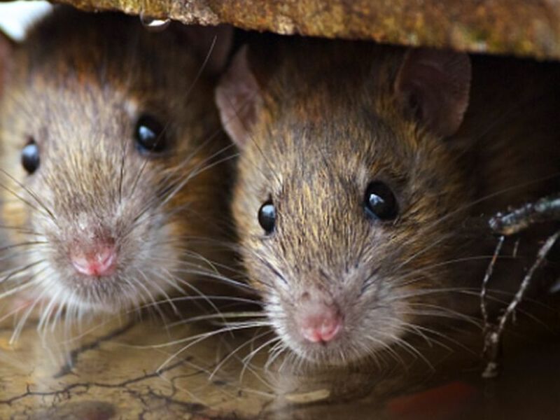 Eliminación o control de roedores Quito