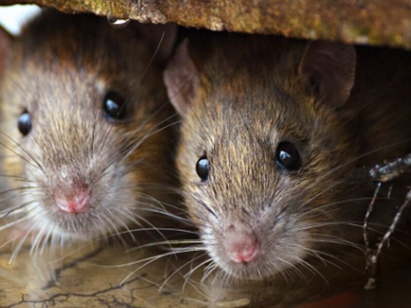 Control de Roedores Externos Ecuador