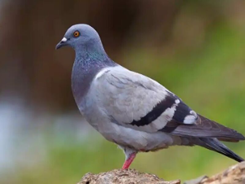 Control de Palomas Quito