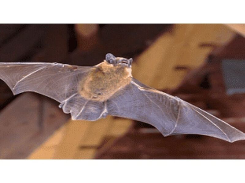 CONTROL DE MURCIÉLAGO Ecuador