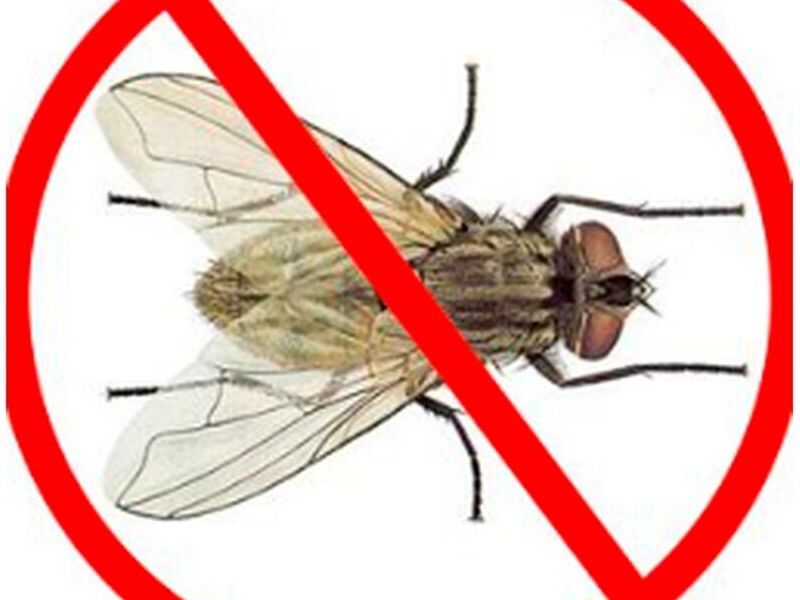 Control de Plagas de moscas Ecuador