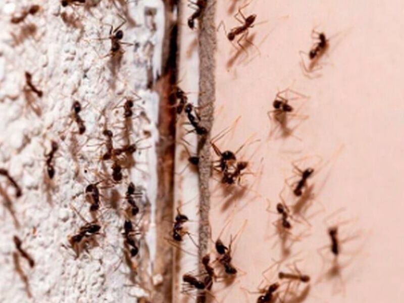 Control de hormigas Ecuador