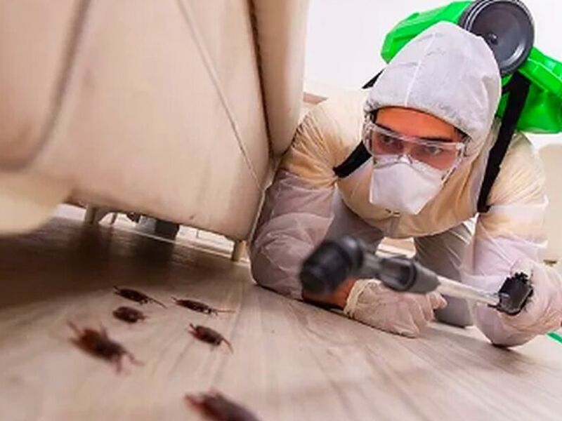 Control de cucarachas Ecuador
