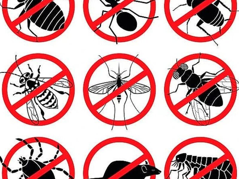 Control de Plagas Mosquitos Ecuador