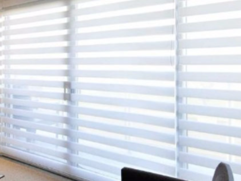 Zebra Elegance Ecuador