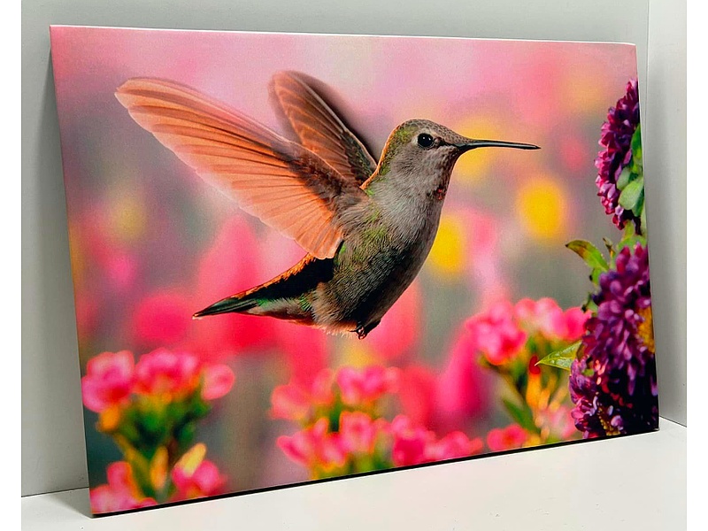 Cuadro Colibrí Ecuador