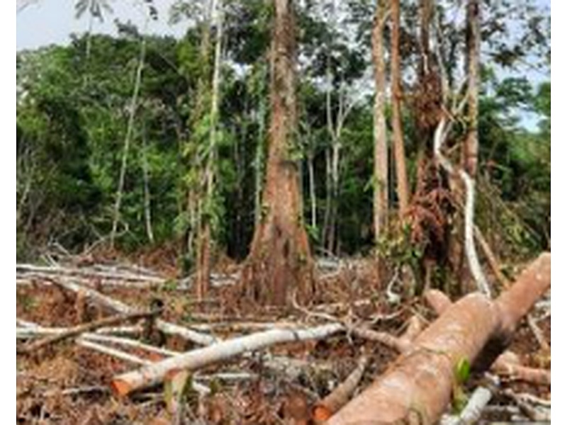 Troncos madera Ecuador