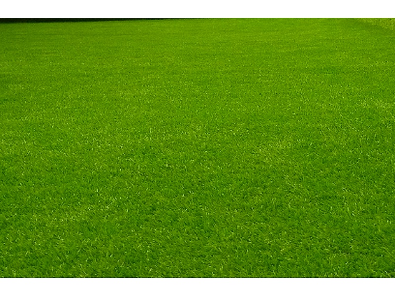 Césped resistente sequía Ecuador