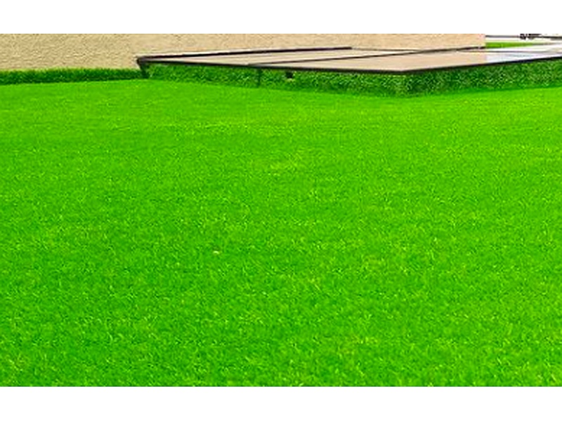 Césped festuca Ecuador