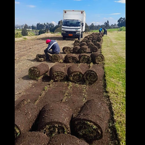 Importadora d cesped natural sintetico