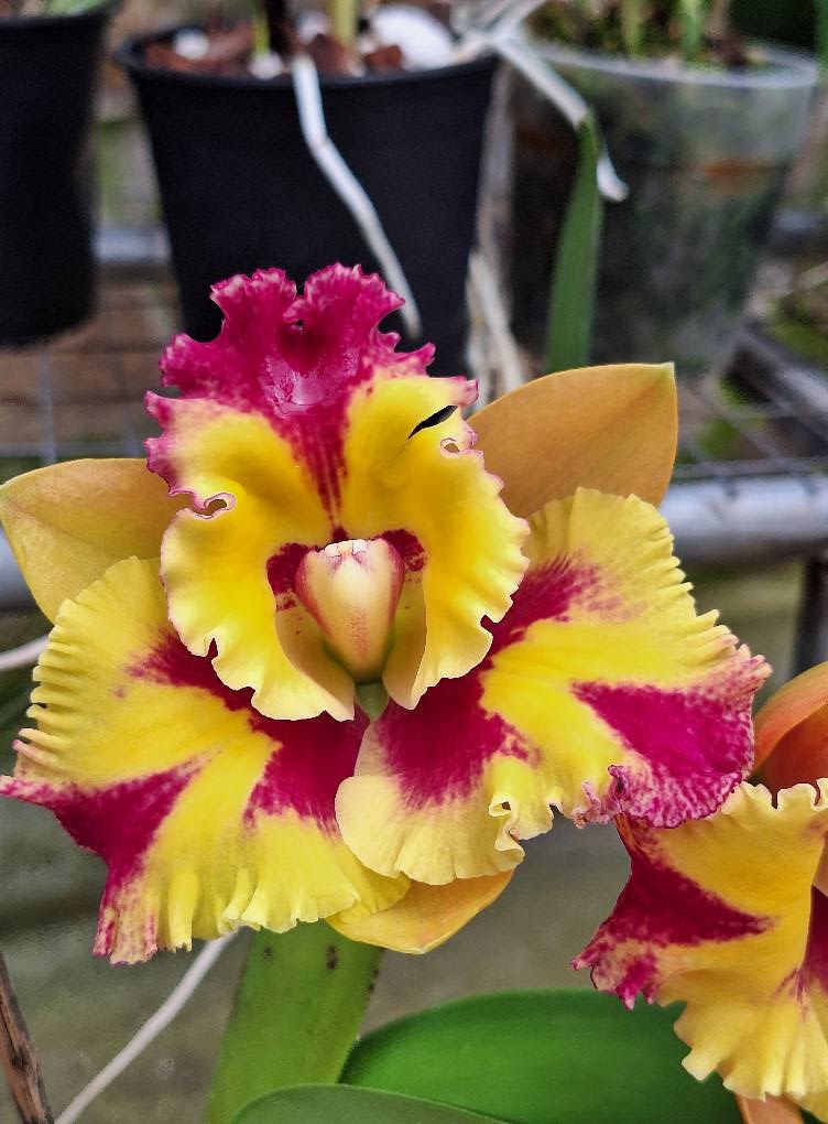 Flores Adorno Muisne Ecuador
